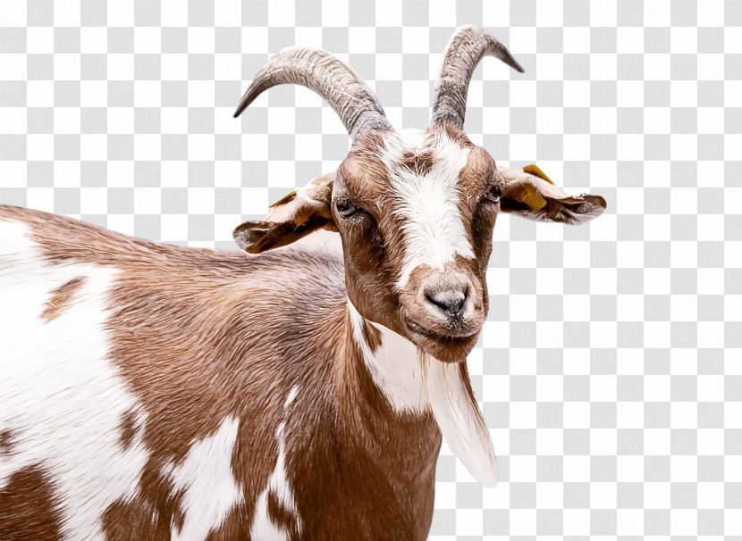 Goat Feral Goat Feral Snout Transparent PNG
