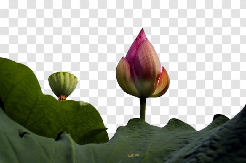Sacred Lotus Leaf Nelumbonaceae Petal Lotus-m Transparent PNG