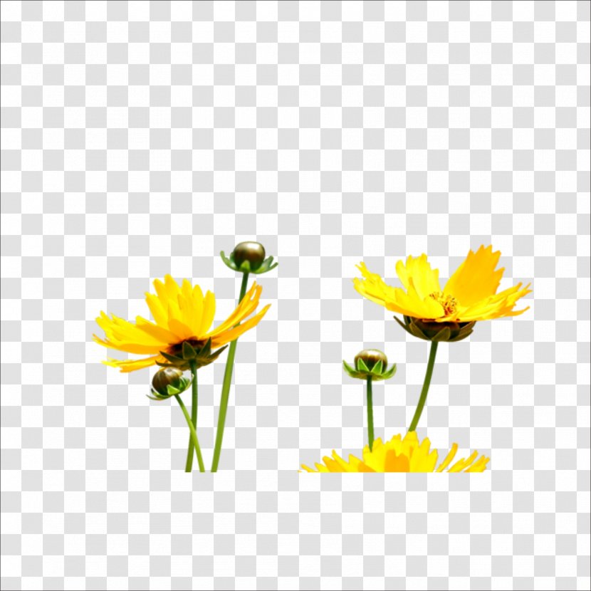 Yellow Flower Petal - Wildflower - Chrysanthemum Transparent PNG
