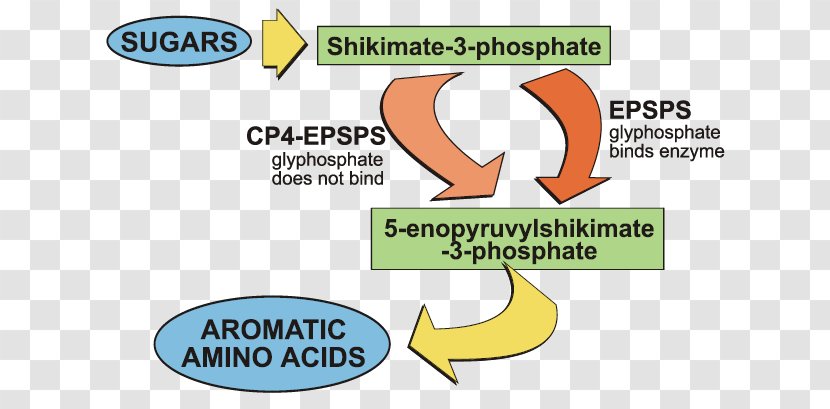 Organism Logo Brand Shikimate Pathway Shikimic Acid - Diagram - Mutation Gmo Crops Transparent PNG