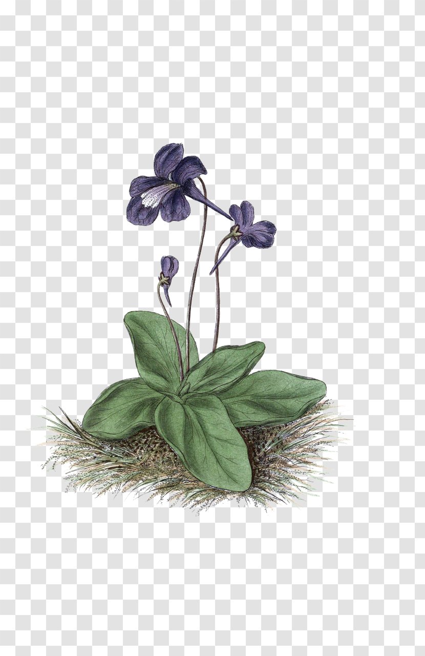 Flower Violet Blue Rose Plants - Flora Transparent PNG