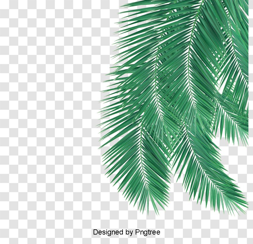 Palm Trees Leaf Image Fir - Evergreen Transparent PNG