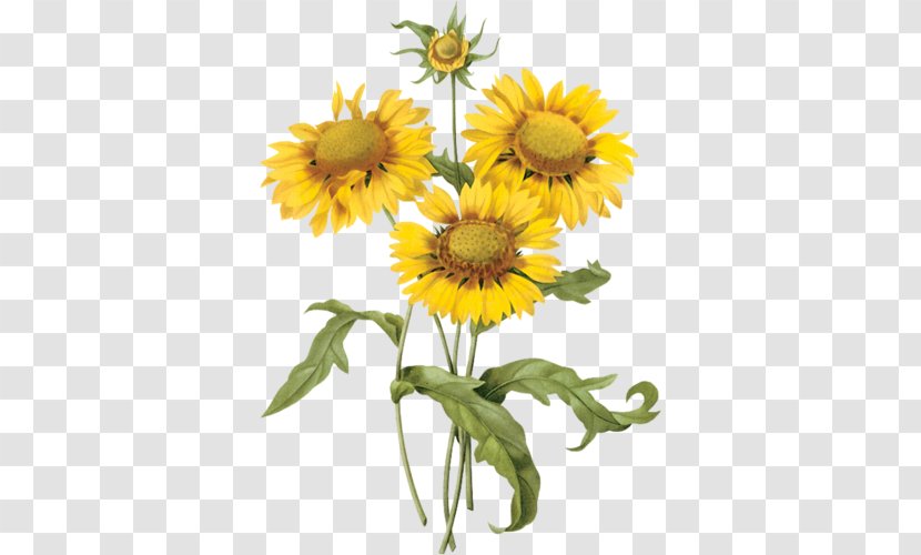 Botanical Illustration Common Sunflower Art Botany - Plant - Flower Transparent PNG