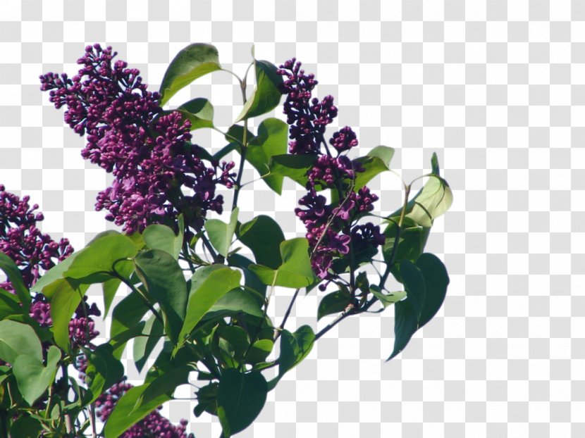 Shrub Common Lilac Herb - Bush Transparent PNG