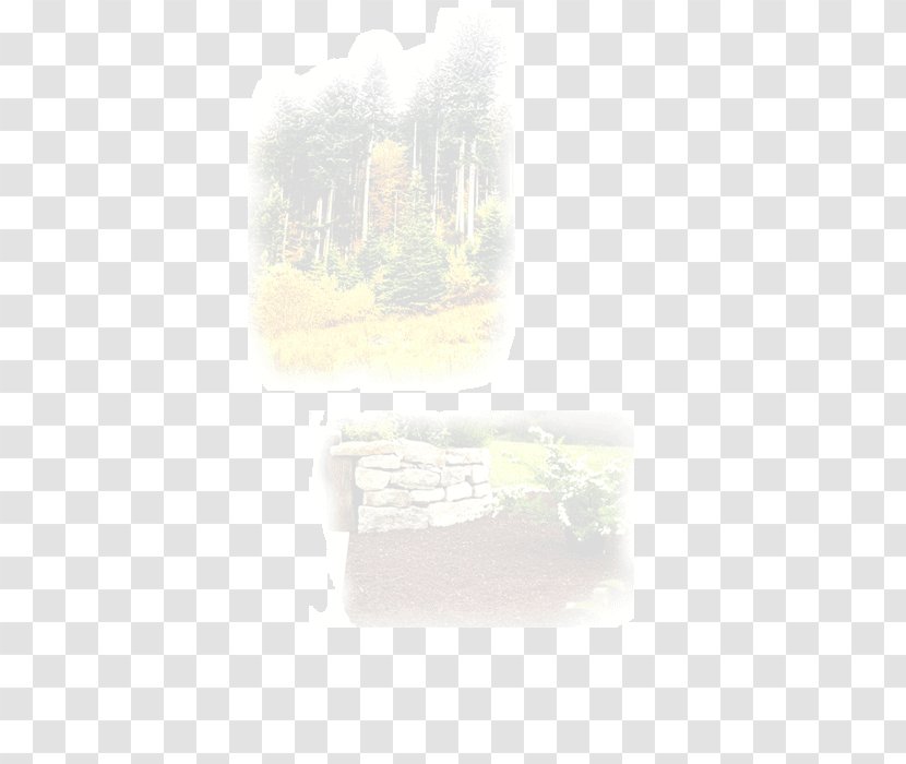 Sky Plc - Forest Illustration Transparent PNG