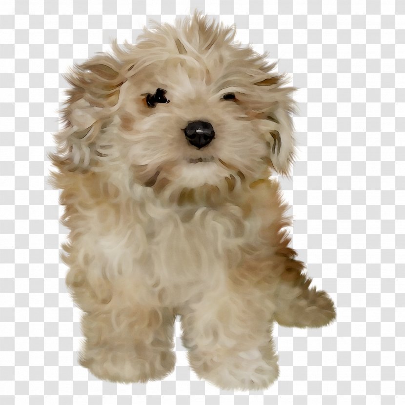 Cockapoo Cavapoo Schnoodle Miniature Poodle Dog Breed - Sporting Lucas Terrier Transparent PNG