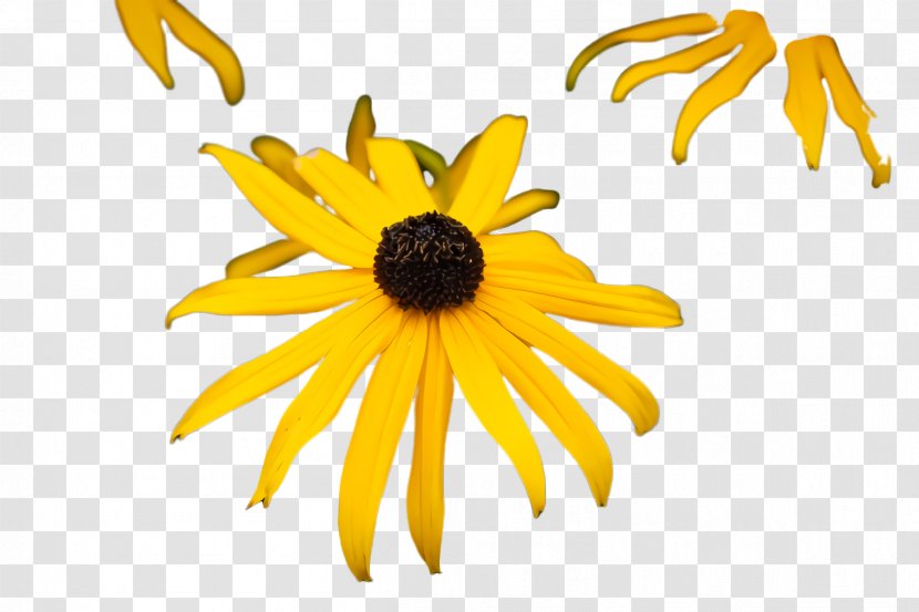 Sunflower - Jerusalem Artichoke - Flowering Plant Transparent PNG