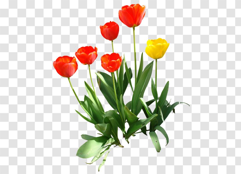 Indira Gandhi Memorial Tulip Garden Clip Art - Lily Family - Tulips Transparent PNG