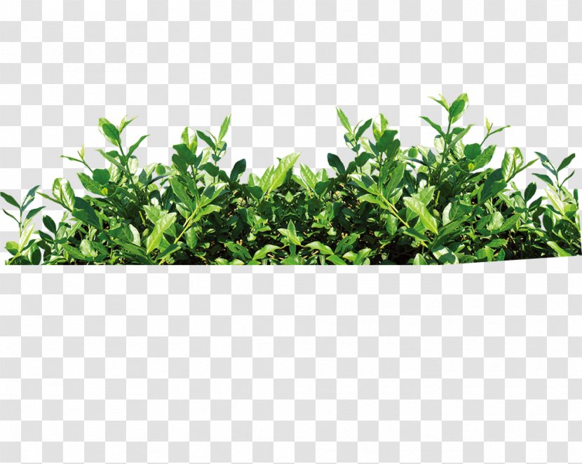 Tea Gratis Download - Herb - From Transparent PNG