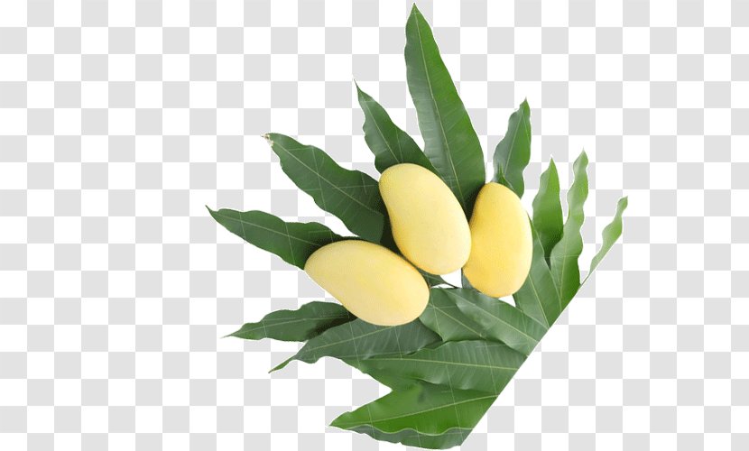 Agriculture Industry Seed Fertilisers Pakistan - Green Mango Transparent PNG