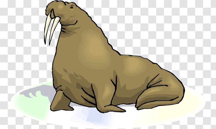 Walrus Free Content Clip Art - Bear - Cliparts Transparent PNG