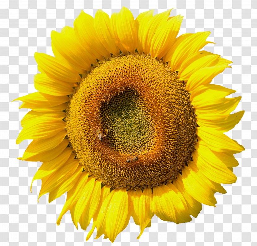 Common Sunflower Seed Pollen Daisy Family - Petal Transparent PNG