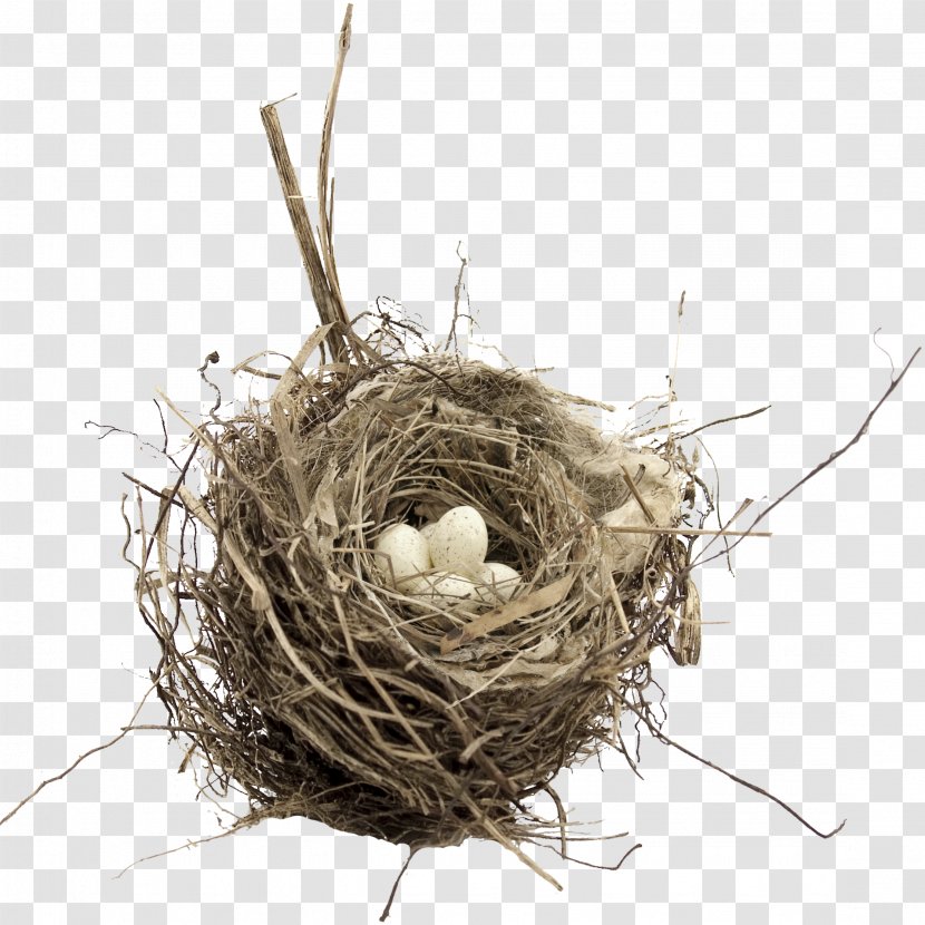 Bird Nest Egg - Clutch Transparent PNG