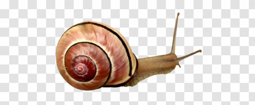 Snail Orthogastropoda Escargot Clip Art - Crawling Transparent PNG