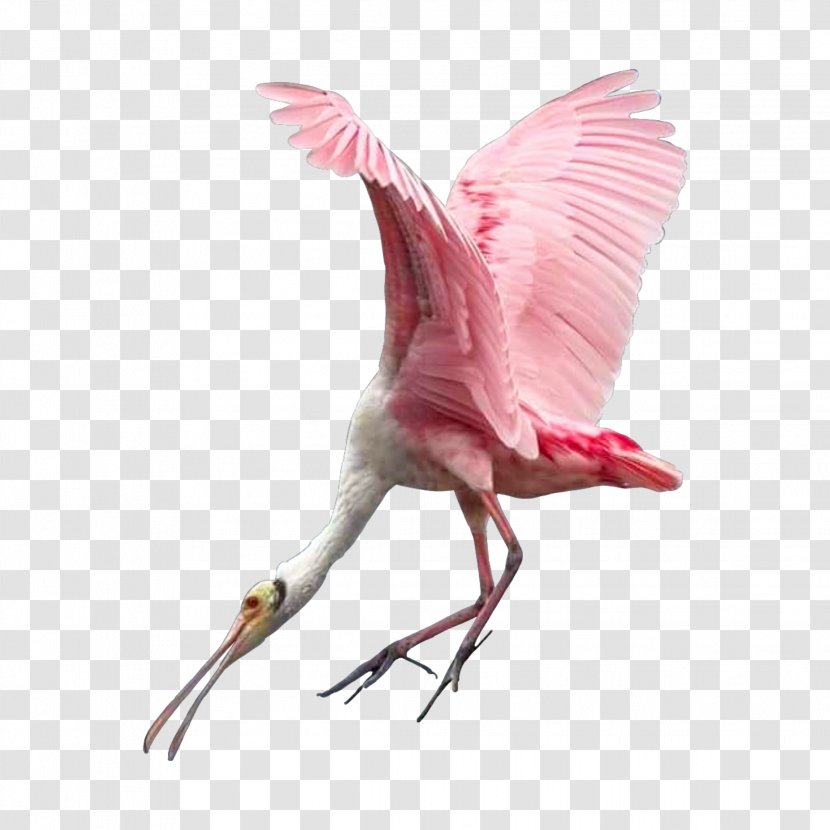 Flamingos Water Bird Beak Transparent PNG