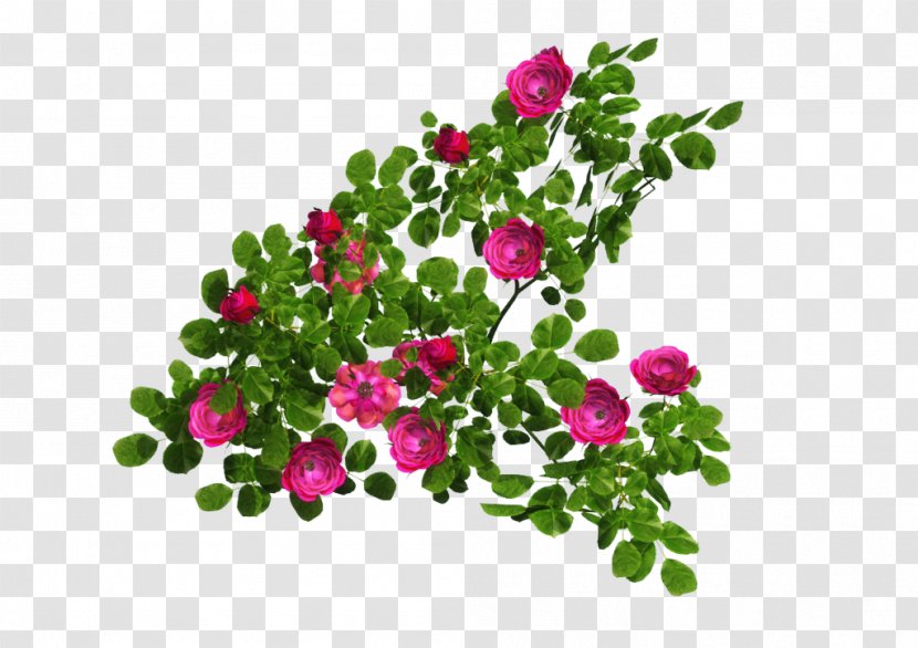 Rose Shrub Clip Art - Plant - Nursery Transparent PNG