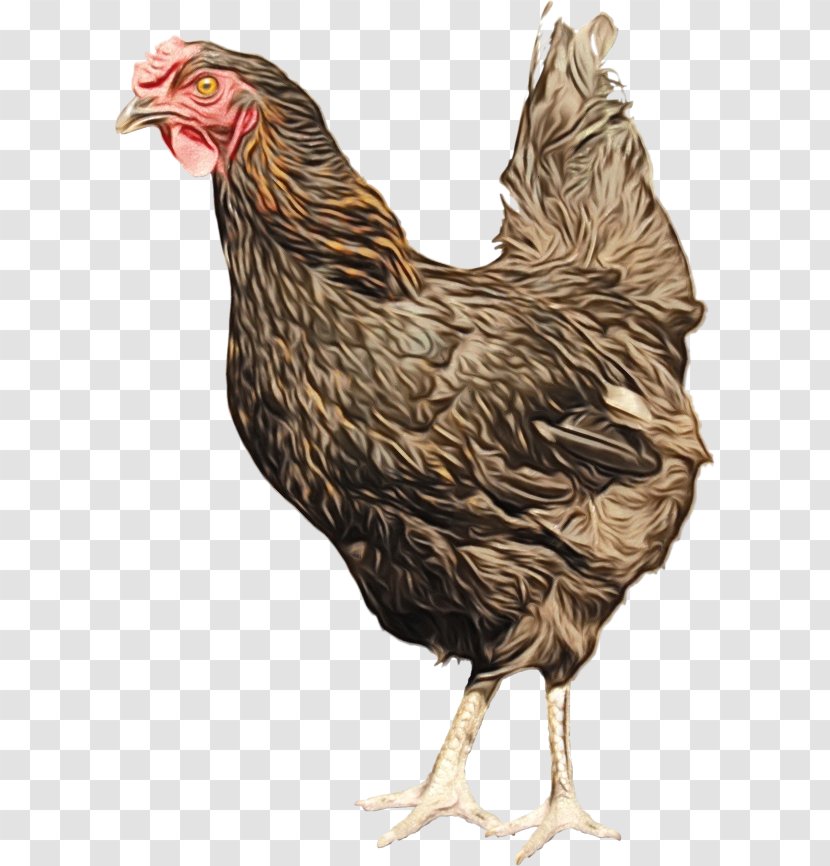 Chicken Cartoon - Beak - Livestock Poultry Transparent PNG