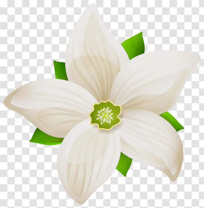 Black And White Flower - Wildflower - Dendrobium Transparent PNG
