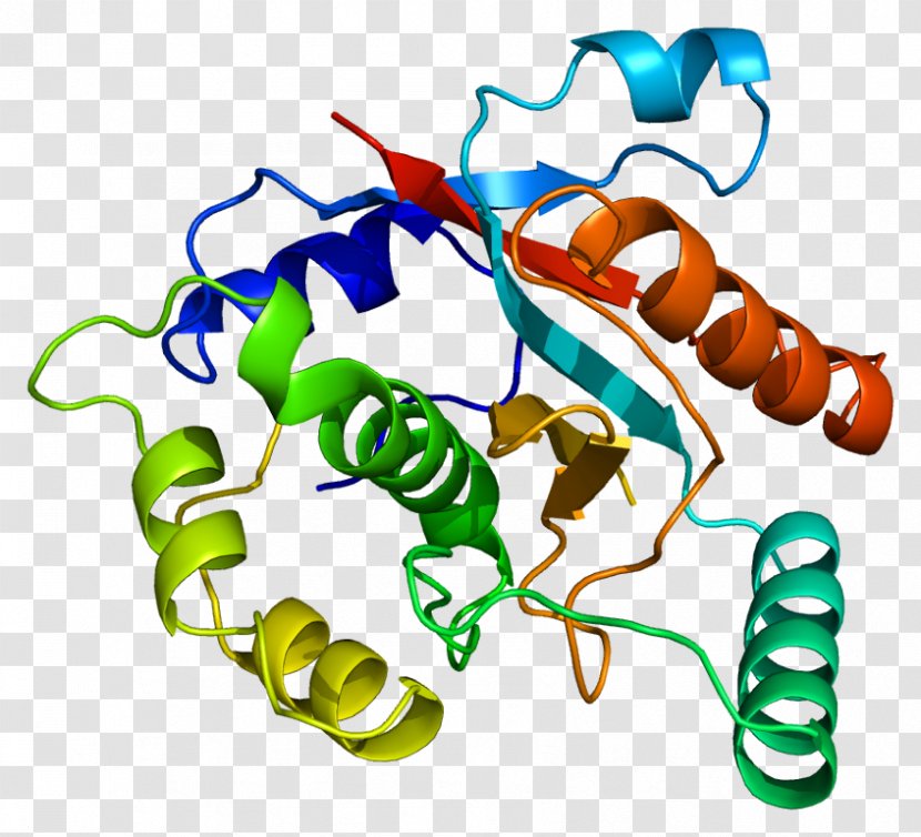 UCHL3 Ubiquitin Carboxy-terminal Hydrolase L1 Deubiquitinating Enzyme Gene - Cartoon - Tree Transparent PNG