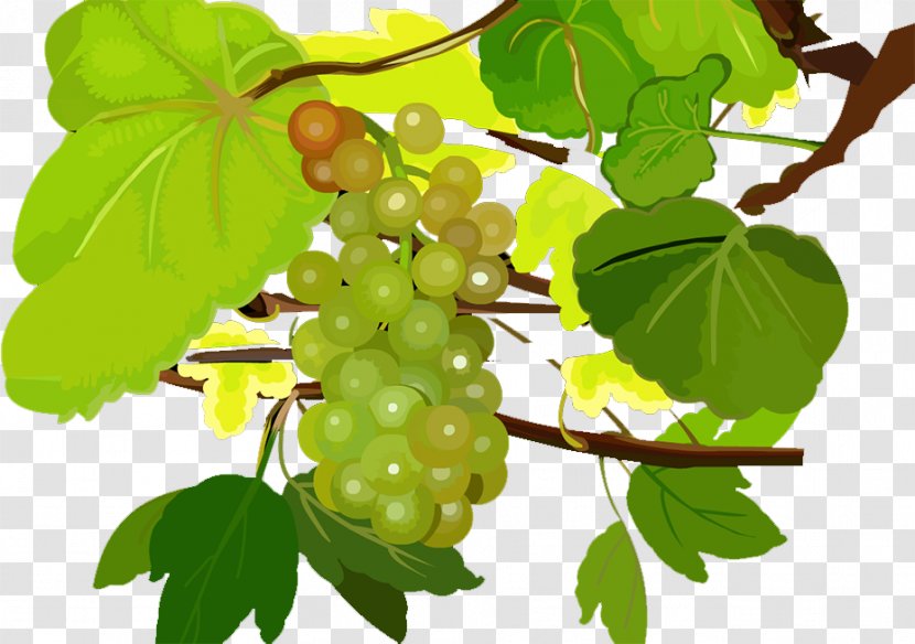 Grape Seedless Fruit Food - Google Images Transparent PNG