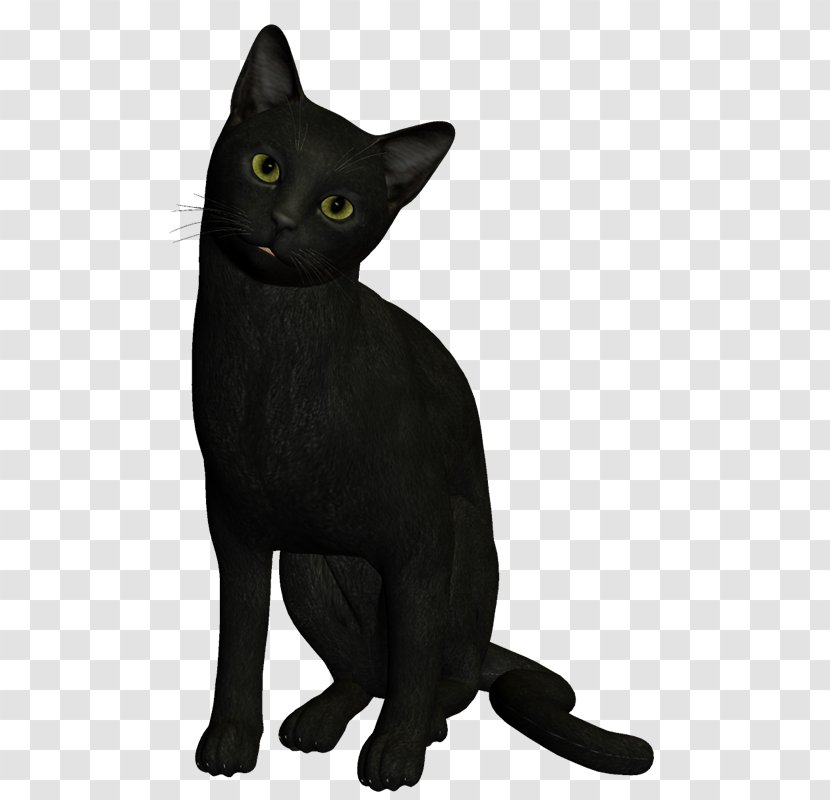Bombay Cat Burmese Havana Brown Korat Black - Gato Negro Transparent PNG