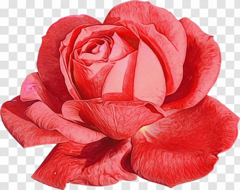 Garden Roses - Cut Flowers - Floribunda Transparent PNG