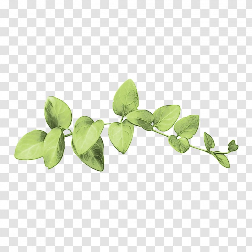 Leaf Branch - Plant Stem - Hypericum Moringa Transparent PNG