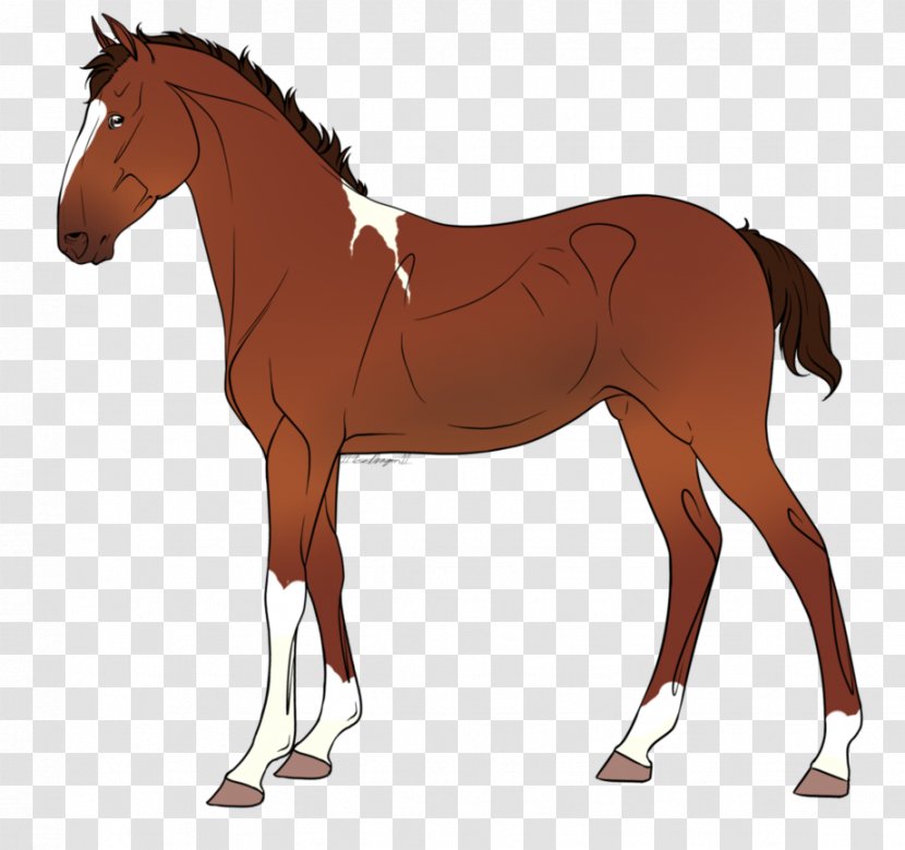 Foal Stallion Mare Pony Colt - Livestock - Mustang Transparent PNG