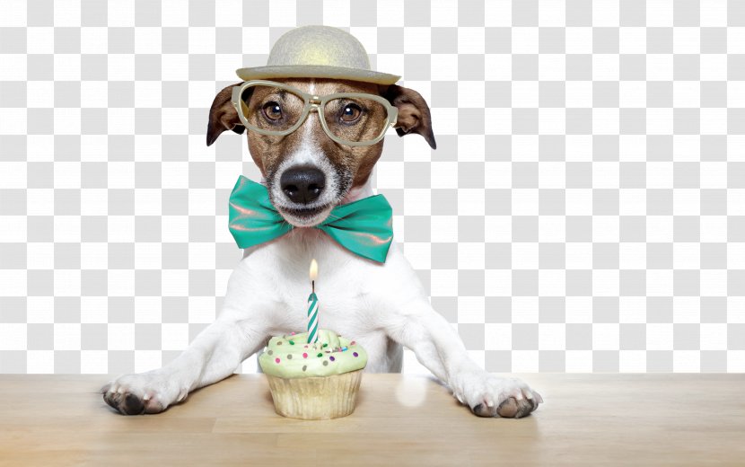 Jack Russell Terrier Puppy Birthday Cake Stock Photography Royalty-free - Wifo 1055 Fm Transparent PNG
