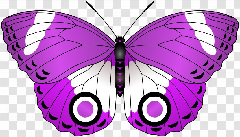 Butterfly Lilac Red Clip Art - Greta Oto - Purple Transparent PNG