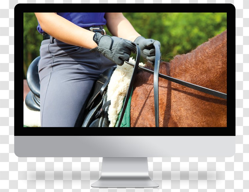 Horse Training Equestrian Stock Photography Royalty-free - Bridle Transparent PNG