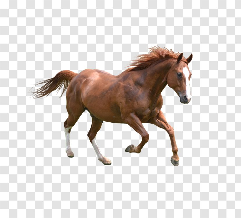 Horse Dog Pet Icon - Colt Transparent PNG