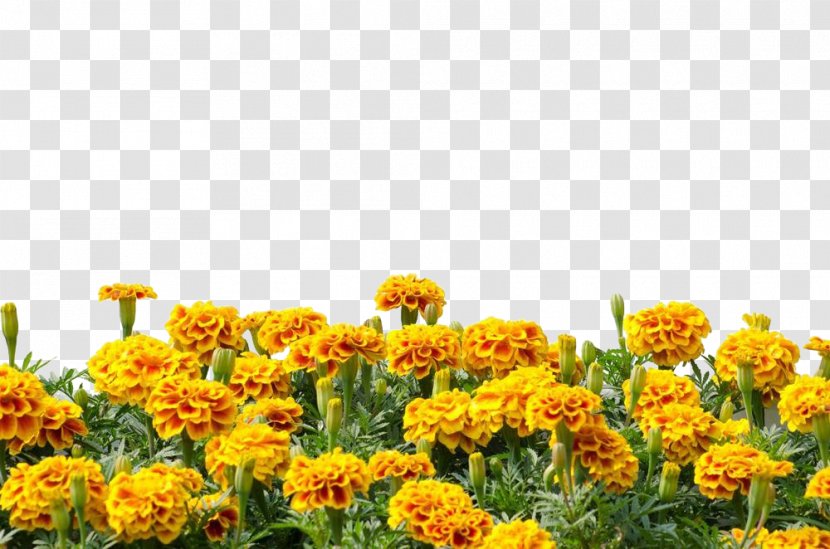 Mexican Marigold Calendula Arvensis Royalty-free Photography - Flower Transparent PNG