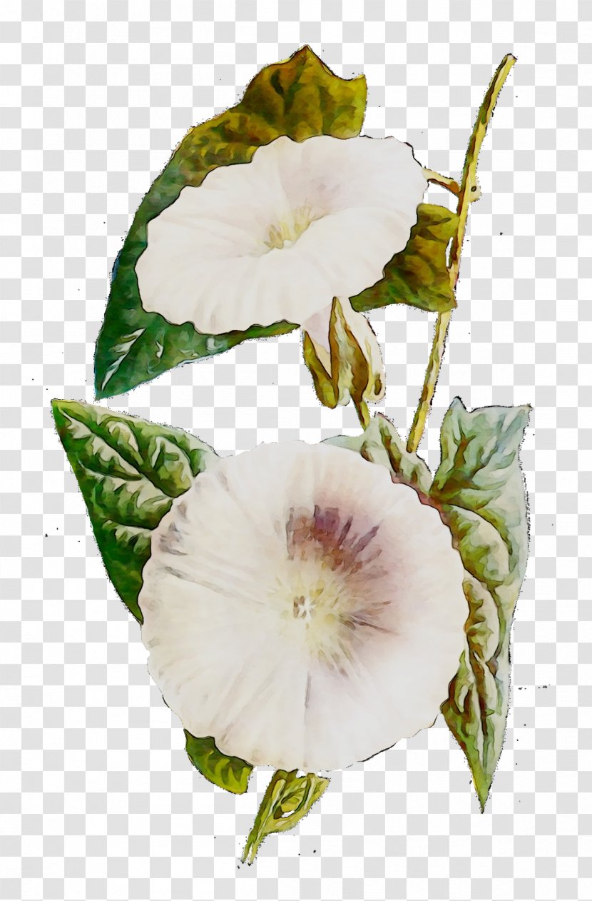 Mallows Annual Plant Herbaceous Daturas - Hollyhocks Transparent PNG