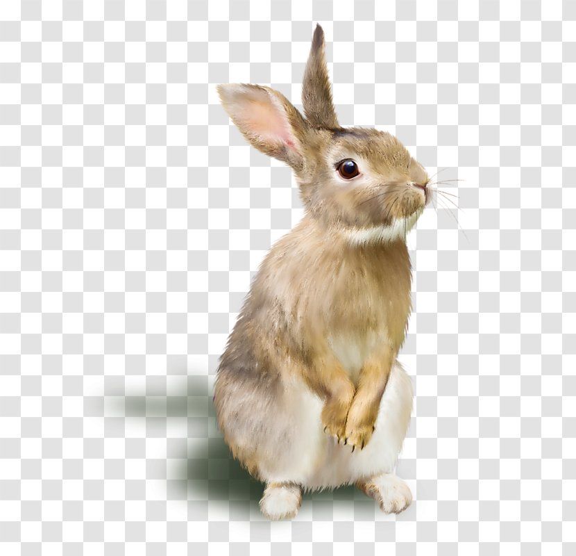 Domestic Rabbit TIFF - Mammal - Animal Mall Transparent PNG