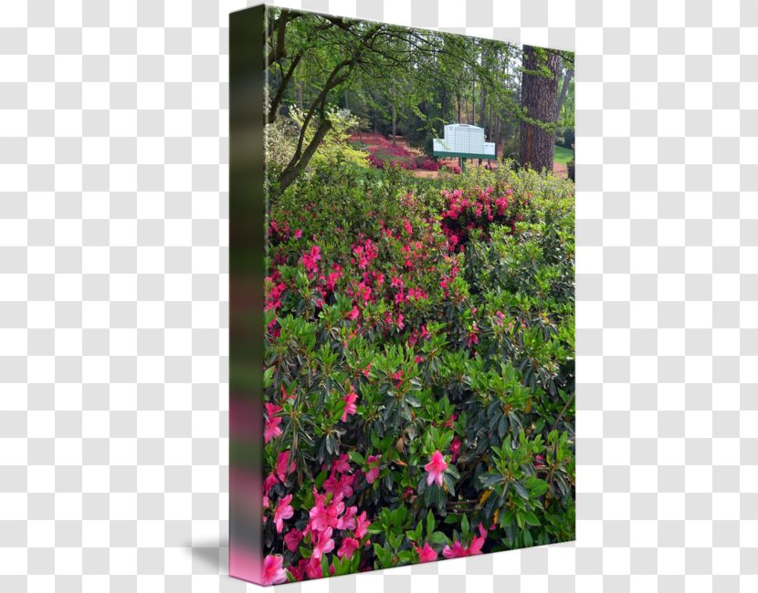 Azalea Flora Garden Rhododendron Vegetation - Wildflower - Leader Board Transparent PNG