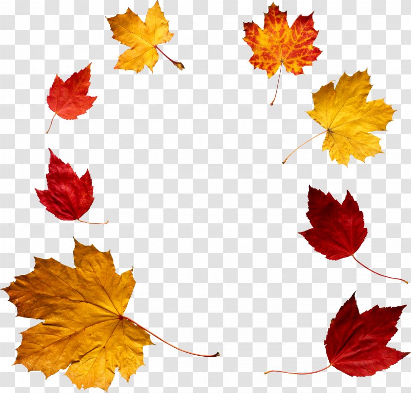 Autumn Clip Art - Flower - Leaves Pinterest Transparent PNG