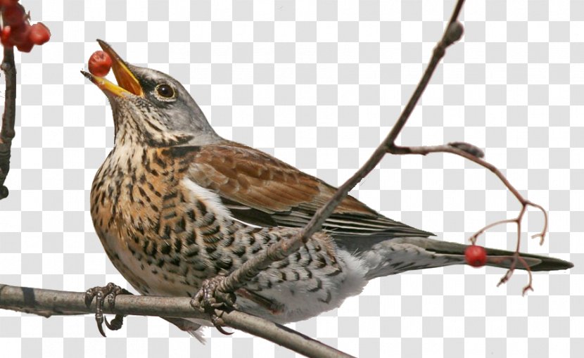 Finches Bird Feeders Sparrow Fieldfare - Cuckoos Transparent PNG