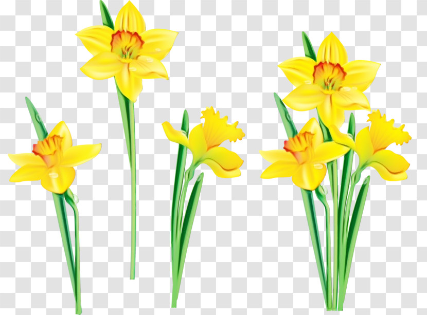 Flower Yellow Narcissus Plant Cut Flowers Transparent PNG