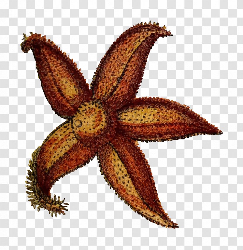 Starfish Echinoderm Clip Art - Pixel - Vector Transparent PNG