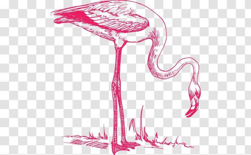 Clip Art Vector Graphics Flamingo Drawing Illustration - Pink - Svg Transparent PNG