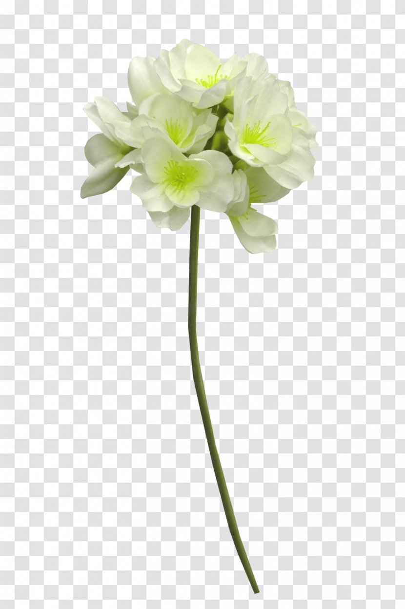 Cut Flowers White Cape Jasmine Transparent PNG
