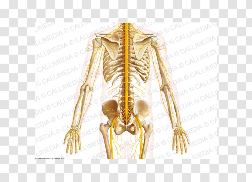 Shoulder Pelvis Bone Anatomy Abdomen - Flower - Human Bein Transparent PNG