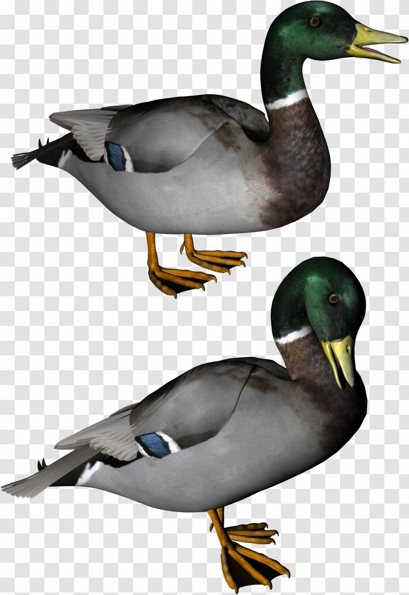 Duck Clip Art - Water Bird - Image Transparent PNG