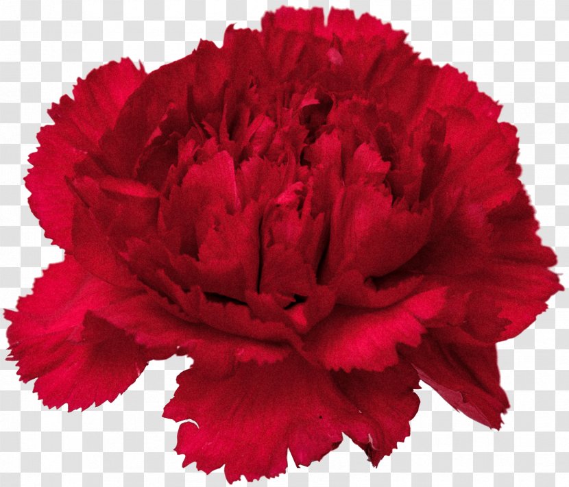 Carnation Cut Flowers Clip Art - Rose - Flower Transparent PNG