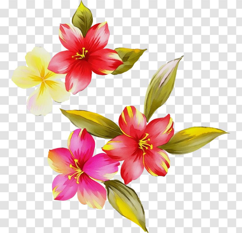 Flower Flowering Plant Petal Pink - Cut Flowers Terrestrial Transparent PNG