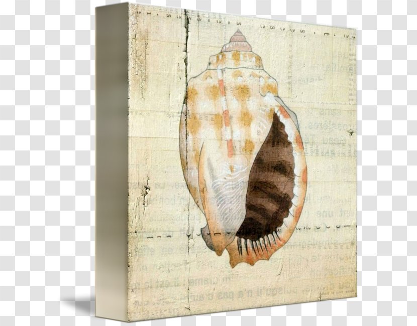 Seashell Picture Frames - Invertebrate Transparent PNG