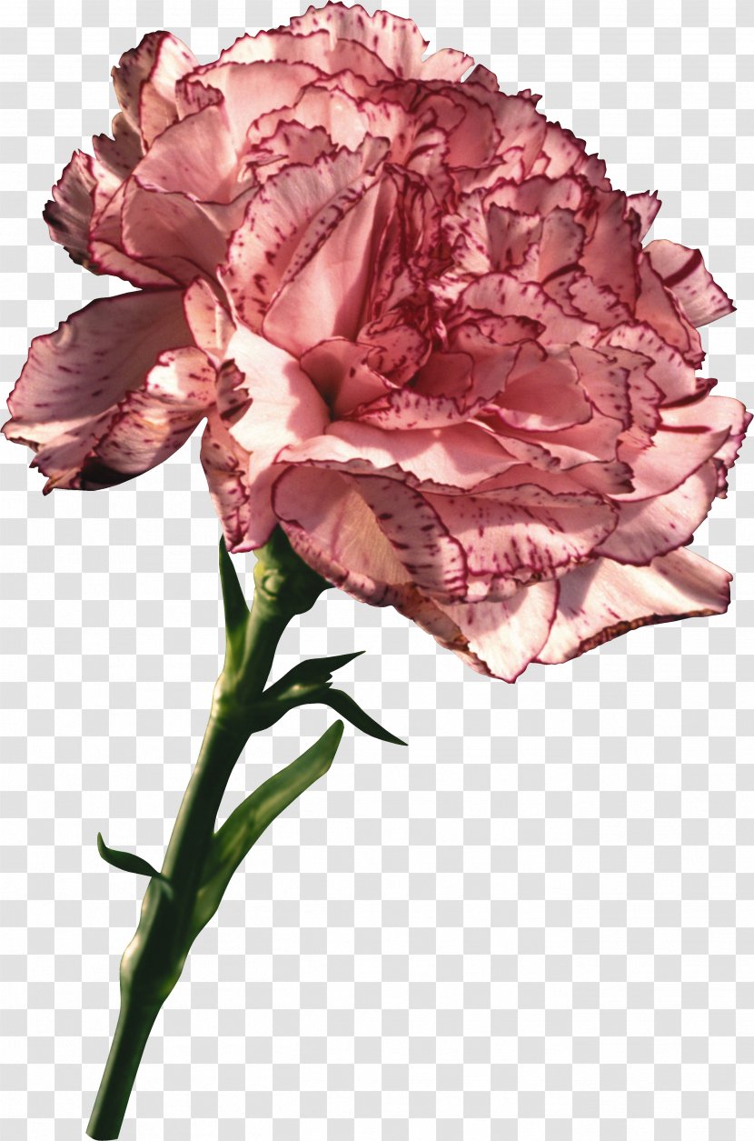 Carnation Clove Flower Clip Art - Rose Family Transparent PNG