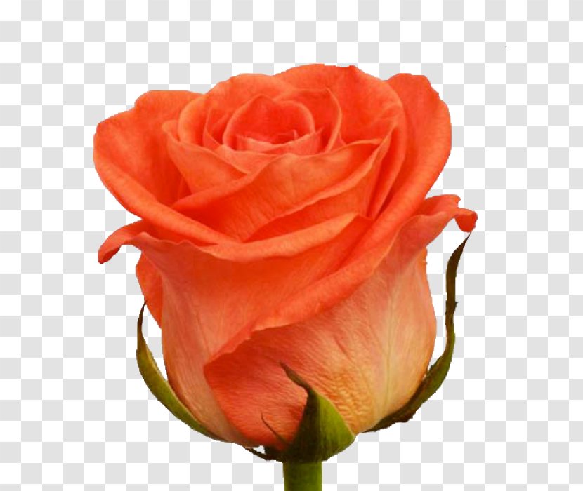 Garden Roses Flower Bouquet Бутон Artikel - Rosa Centifolia Transparent PNG