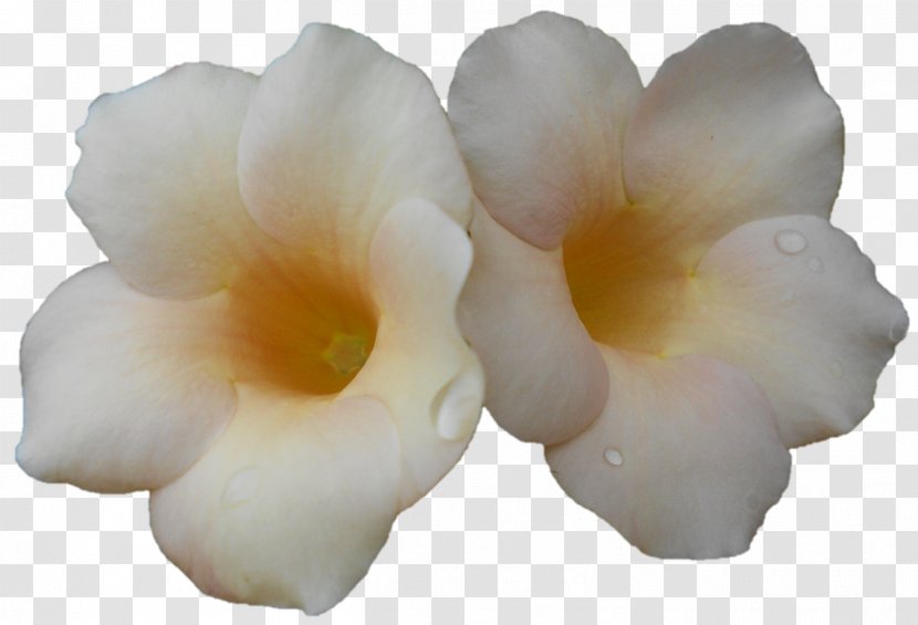 Moth Orchids - Petal - God Tussi Great Ho Transparent PNG